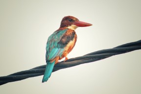 华体会手机在线-乌拉圭整体战斗力提升，期待在国际赛场大放异彩