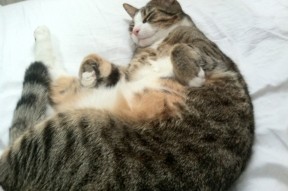 华体会官网-水球大战南非男队攻守平衡，水球大战南非男队攻守平衡球