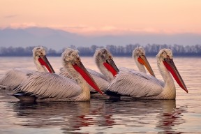华体会网站-美洲杯最令人激动的时刻：团队荣誉与个人光辉的结合，美洲杯个人奖项