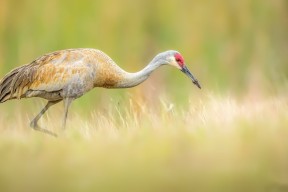 华体会app注册-排球超级联赛季后赛对阵揭晓，2020-2021排超联赛最佳阵容