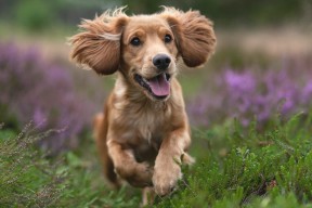 华体会app登入-欧洲杯战术革新：变化带来战局变幻，欧洲杯战前分析