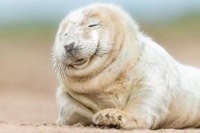 华体会-中国足球俱乐部财务透明化管理，足球俱乐部财务分析