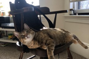 华体会登录-纳米比亚男篮在非洲赛场奋勇争先，晋级梦想再近一步