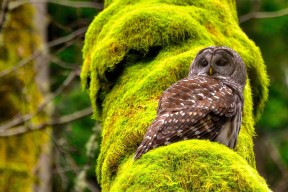 华体会在线-亚冠赛事带动本土球迷文化再升级，亚冠球队