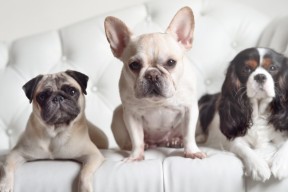 华体会在线-博塔弗戈渴望爆冷，面对马竞迎难而上，博塔弗戈足球俱乐部