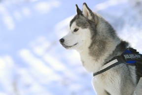 华体会app下载-丁俊晖带伤作战依旧稳定输出得分，丁俊晖到底什么水平