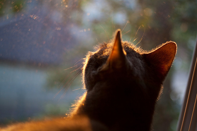 中国女篮不断优化攻守节奏,中国女篮进步