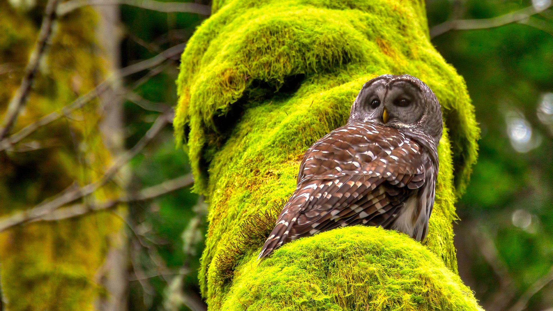 亚冠赛事带动本土球迷文化再升级，亚冠球队