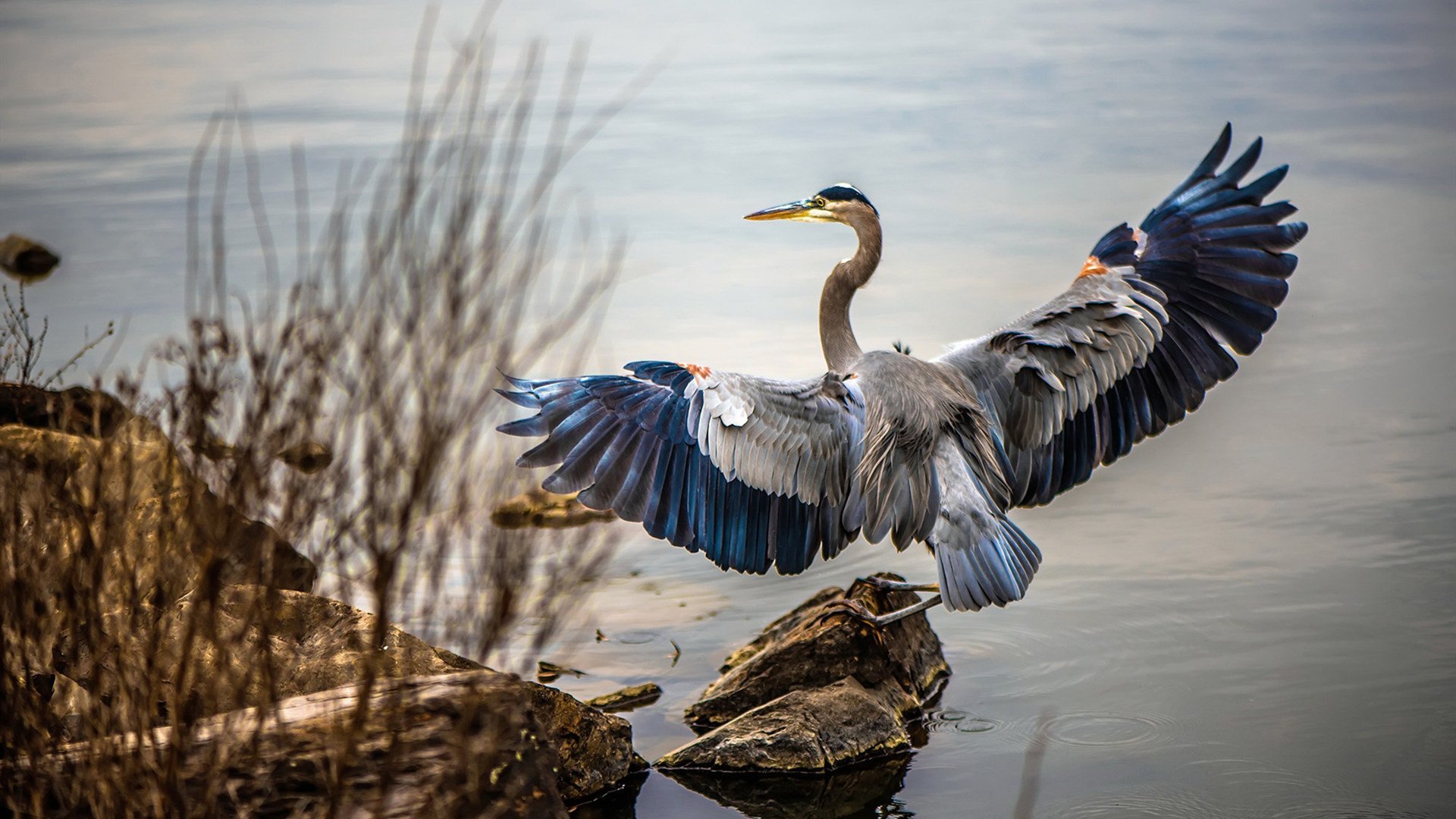 亚冠赛事带动本土球迷文化再升级，亚冠球队