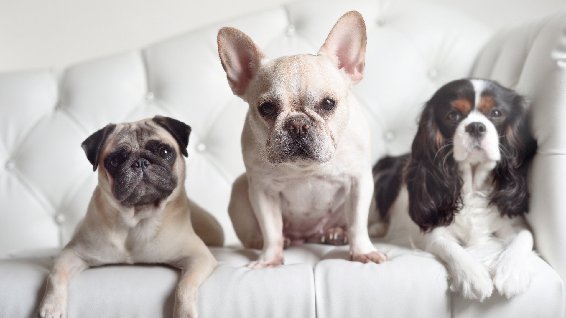 博塔弗戈渴望爆冷,面对马竞迎难而上,博塔弗戈足球俱乐部