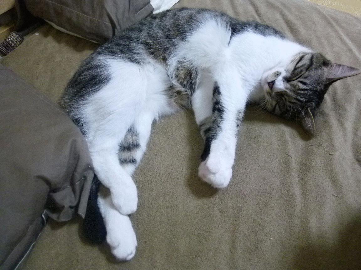 季后赛为何节奏明显下降,季后赛结束后是什么比赛