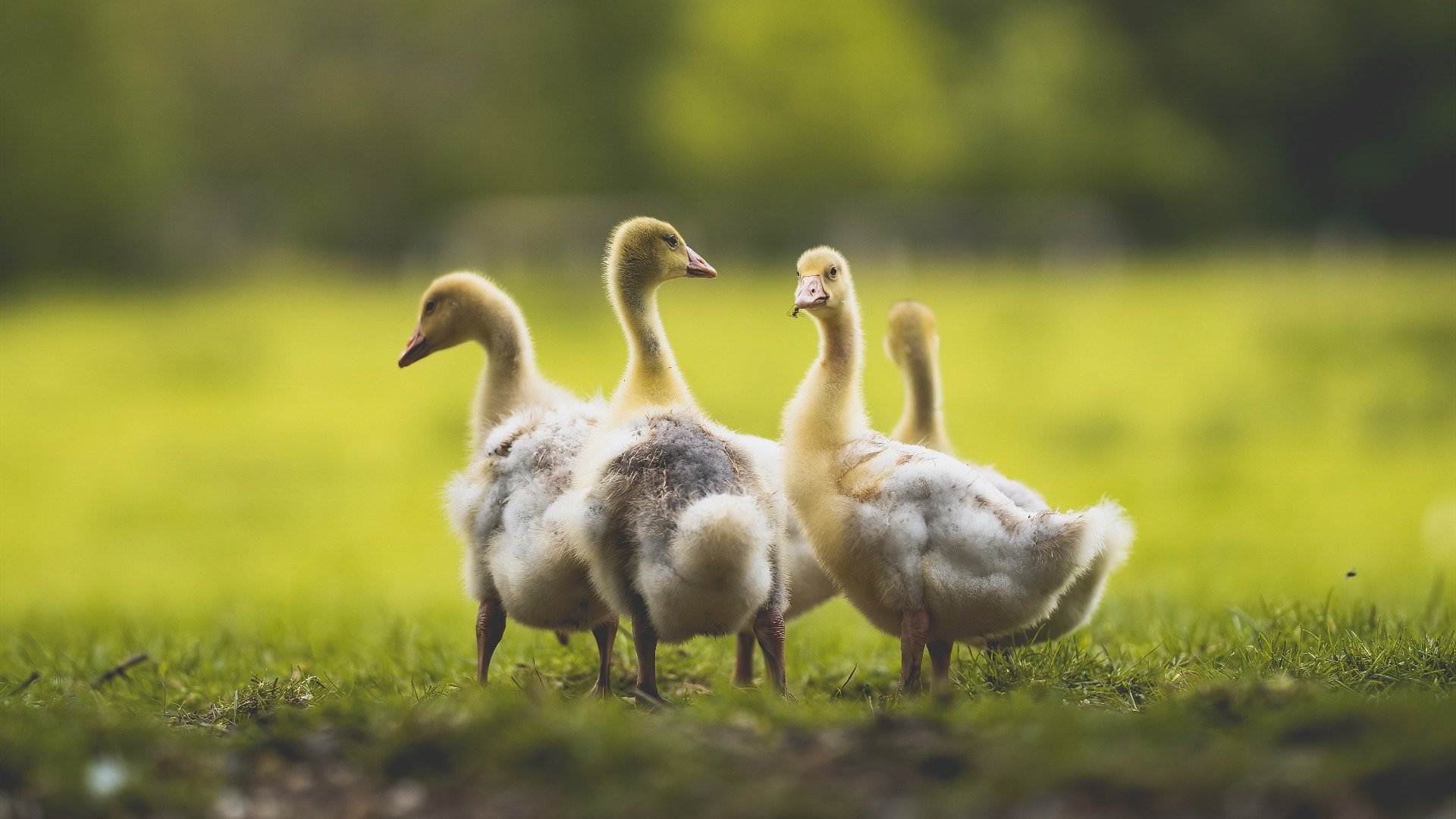 技术数据揭示中段控速的价值,中段加速是指多少码