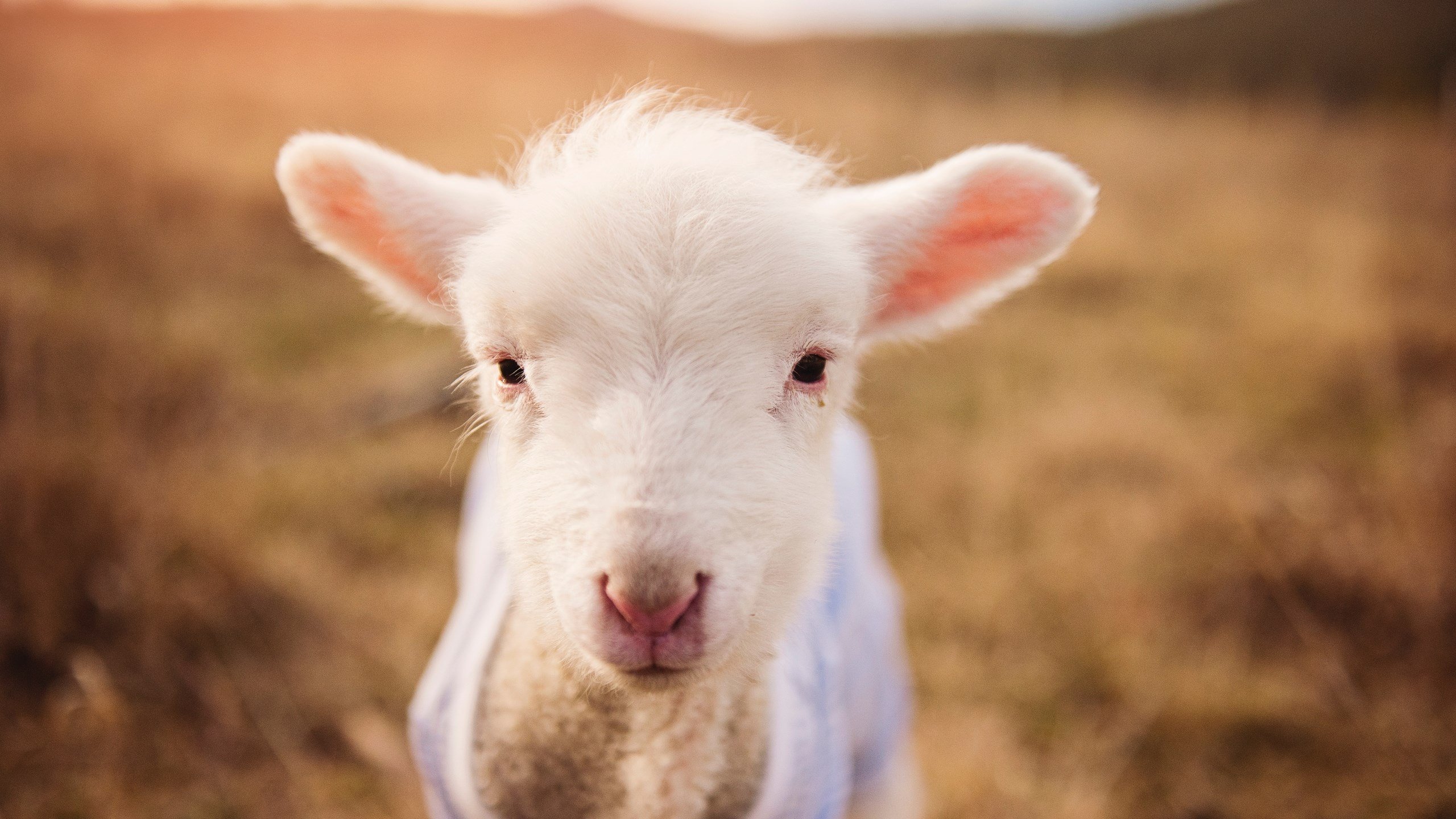 节奏突变是否适用于季后赛慢节奏防守氛围,节奏冲突