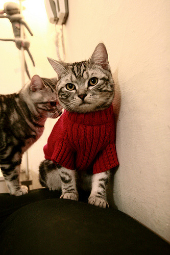 公牛邀请前球员回访训练营分享经验,公牛队官网