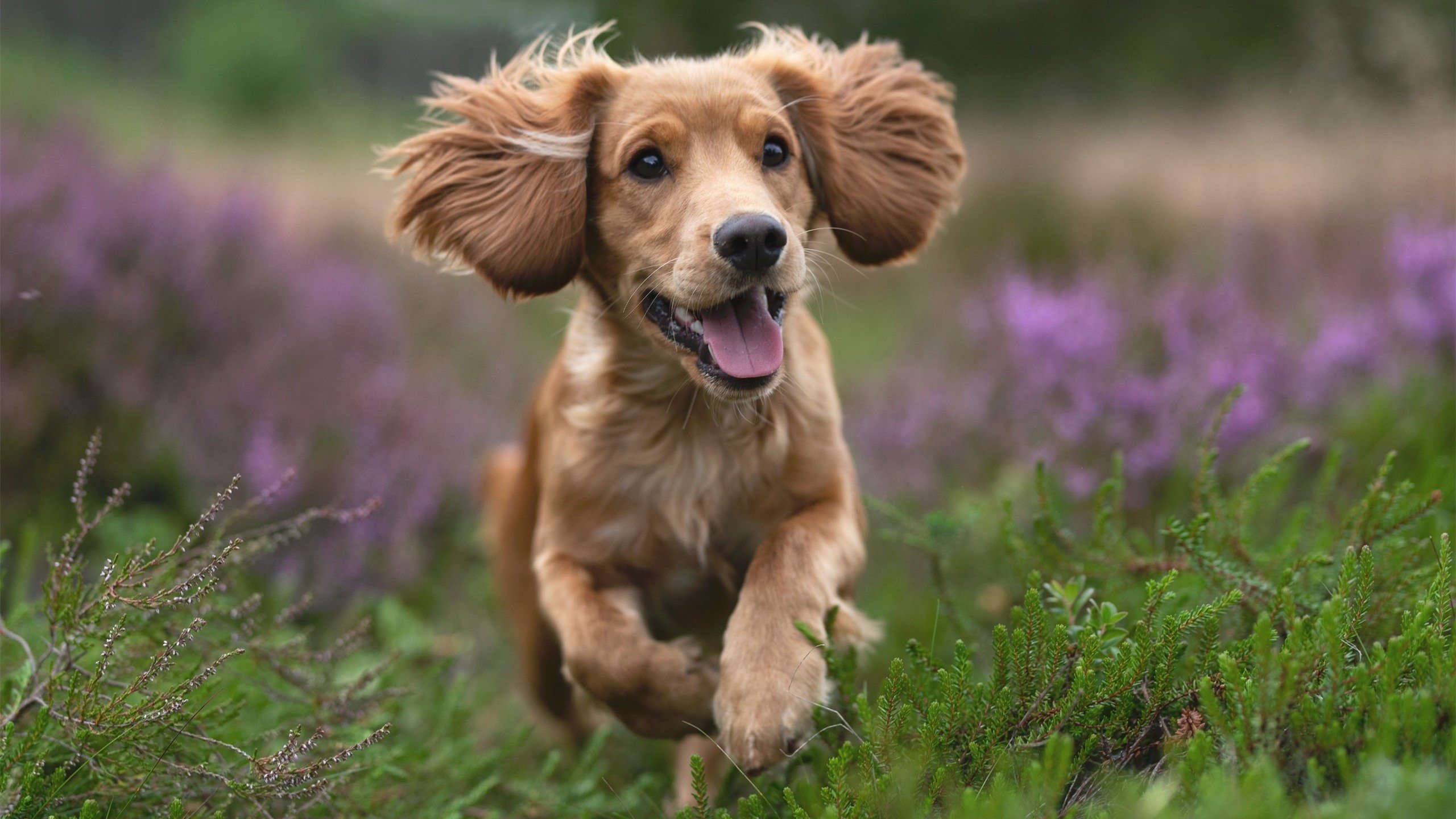 欧洲杯战术革新:变化带来战局变幻,欧洲杯战前分析