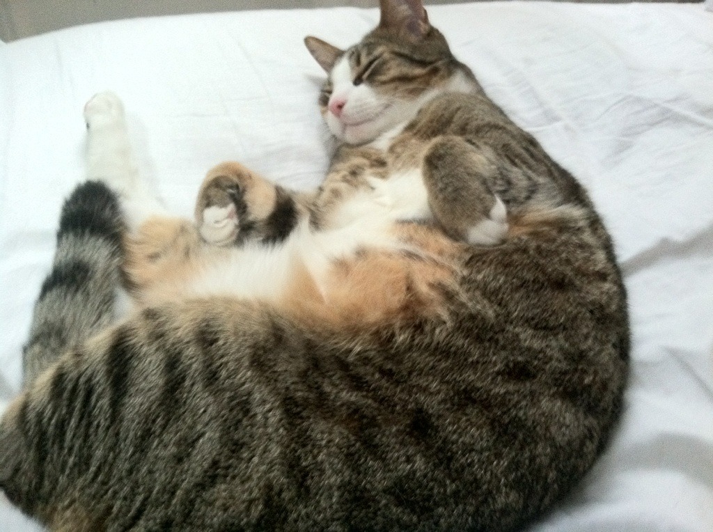 水球大战南非男队攻守平衡,水球大战南非男队攻守平衡球