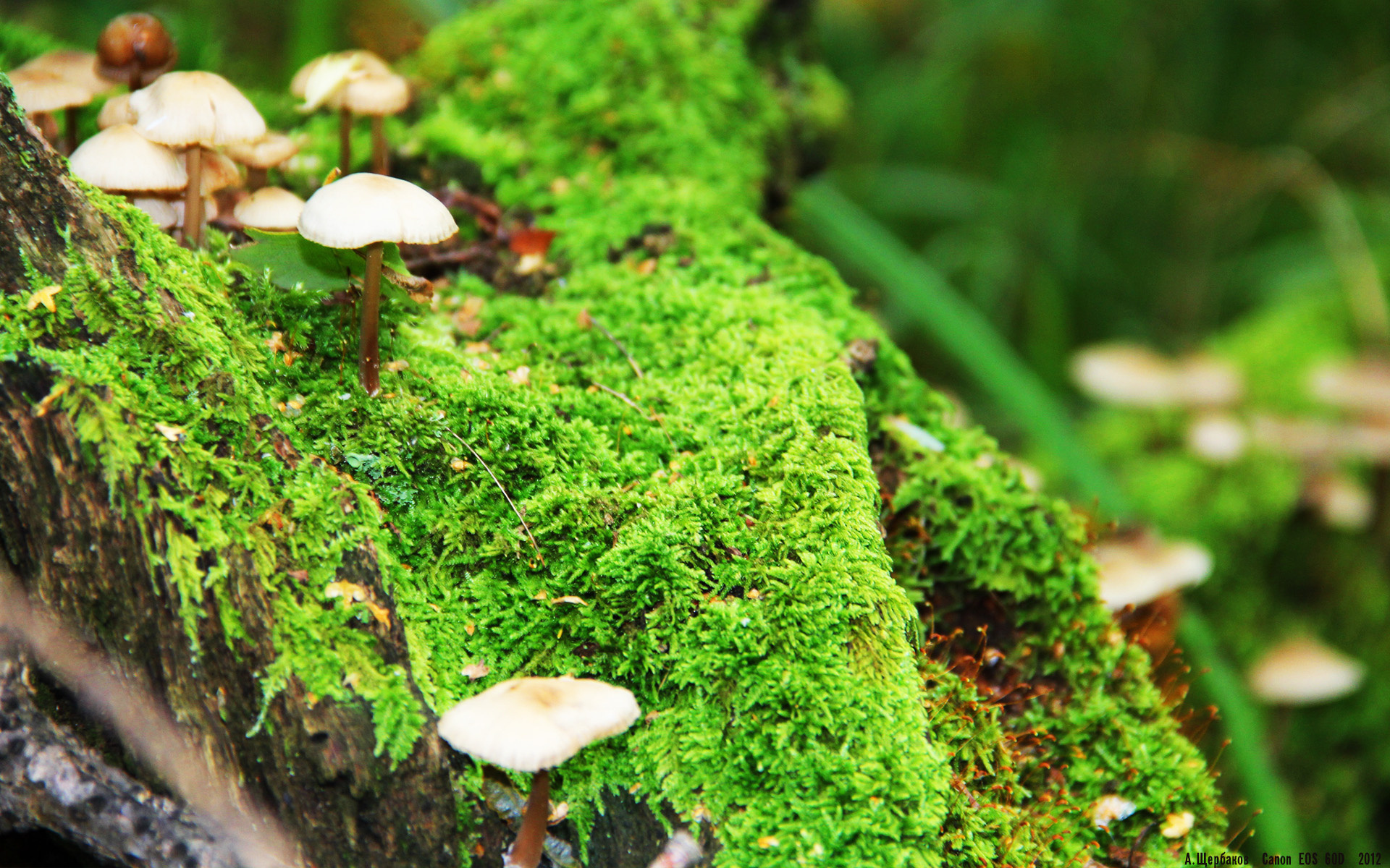 线上足球讲座平台兴起,全球行业专家共同学习交流,足球线上活动