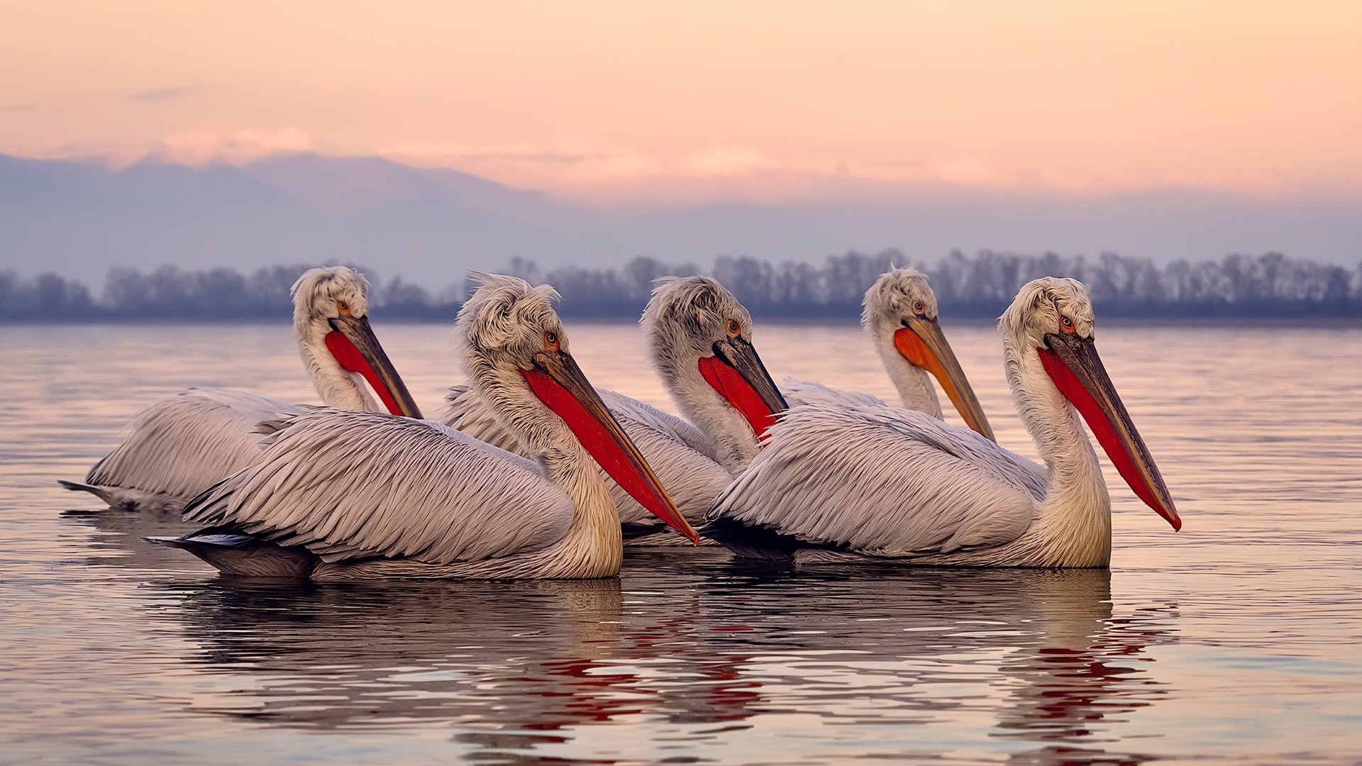 美洲杯最令人激动的时刻:团队荣誉与个人光辉的结合,美洲杯个人奖项