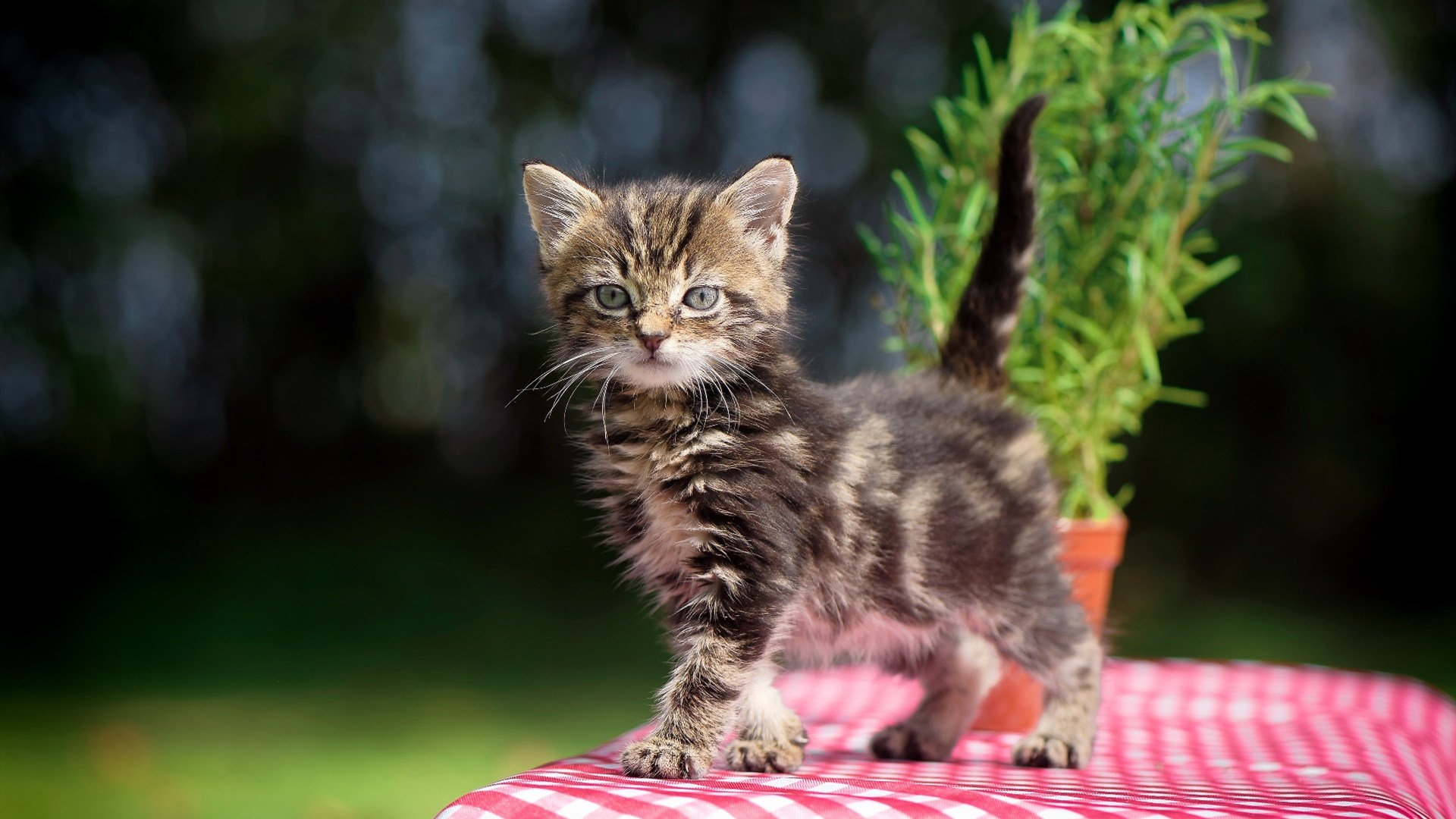 美洲杯黑马队名单出炉,美洲杯队员
