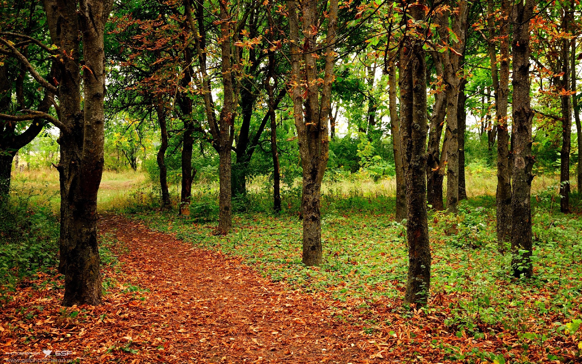 袋鼠队灵活的反击战术,时常令对手防不胜防,袋鼠攻击
