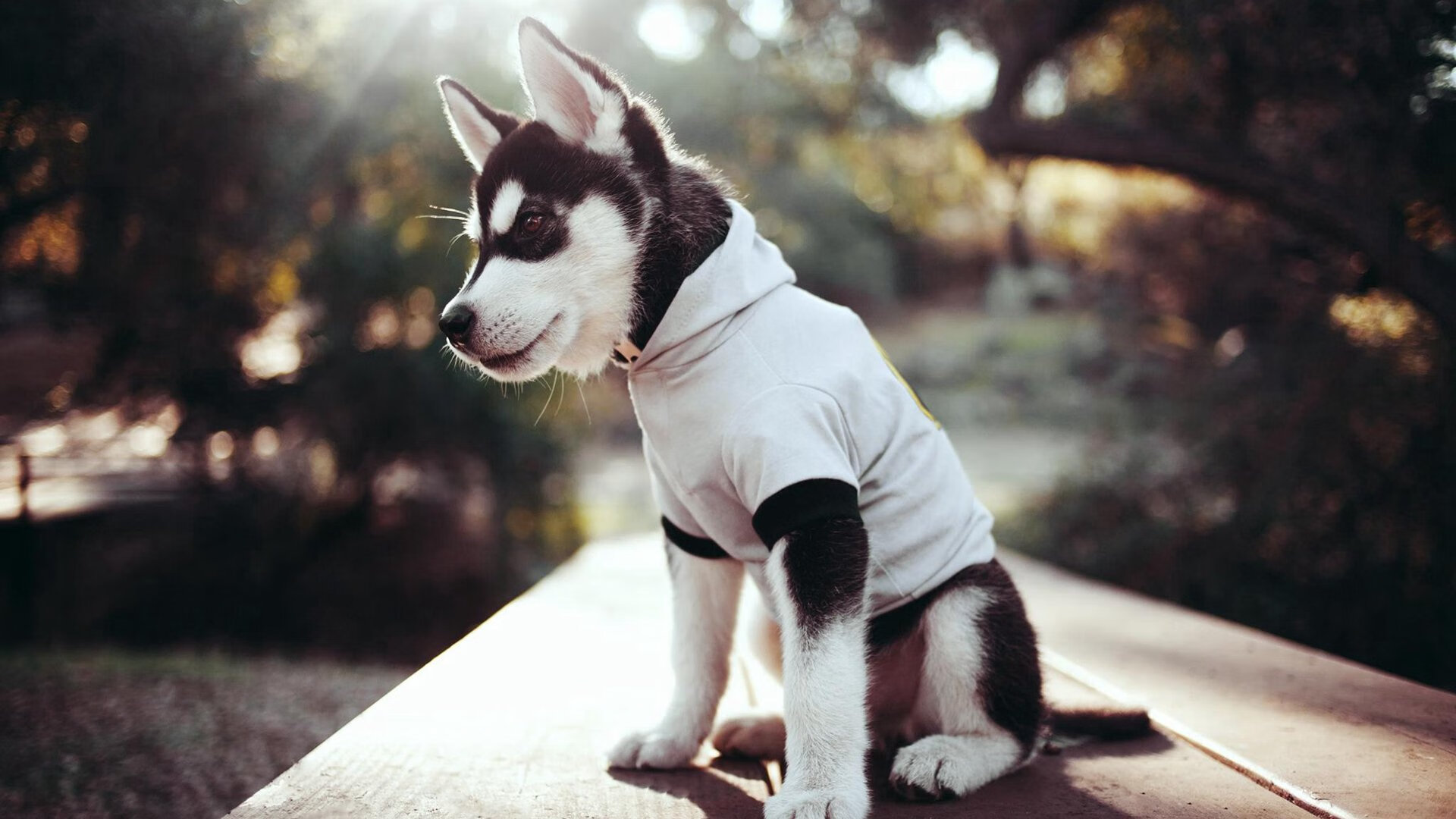 黄蜂主帅提出提高三分出手选择精准度，黄蜂战术