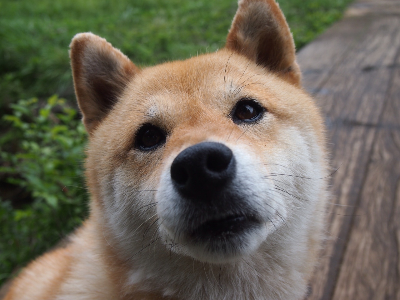 005枪手压力山大?足彩推荐偏向毕巴?