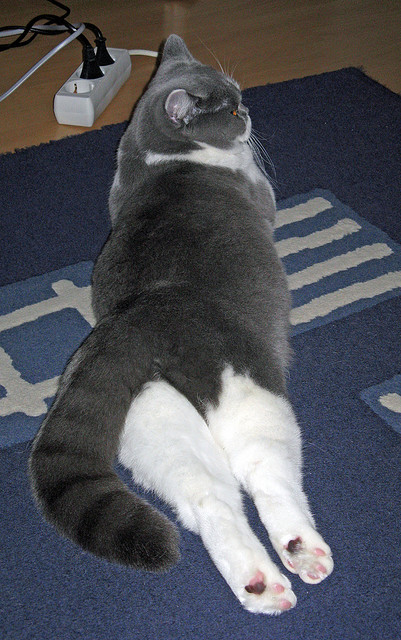 3-1告捷!勒沃库森9打11赢球,滕哈格离职助球队重生?,勒沃库森精选球员