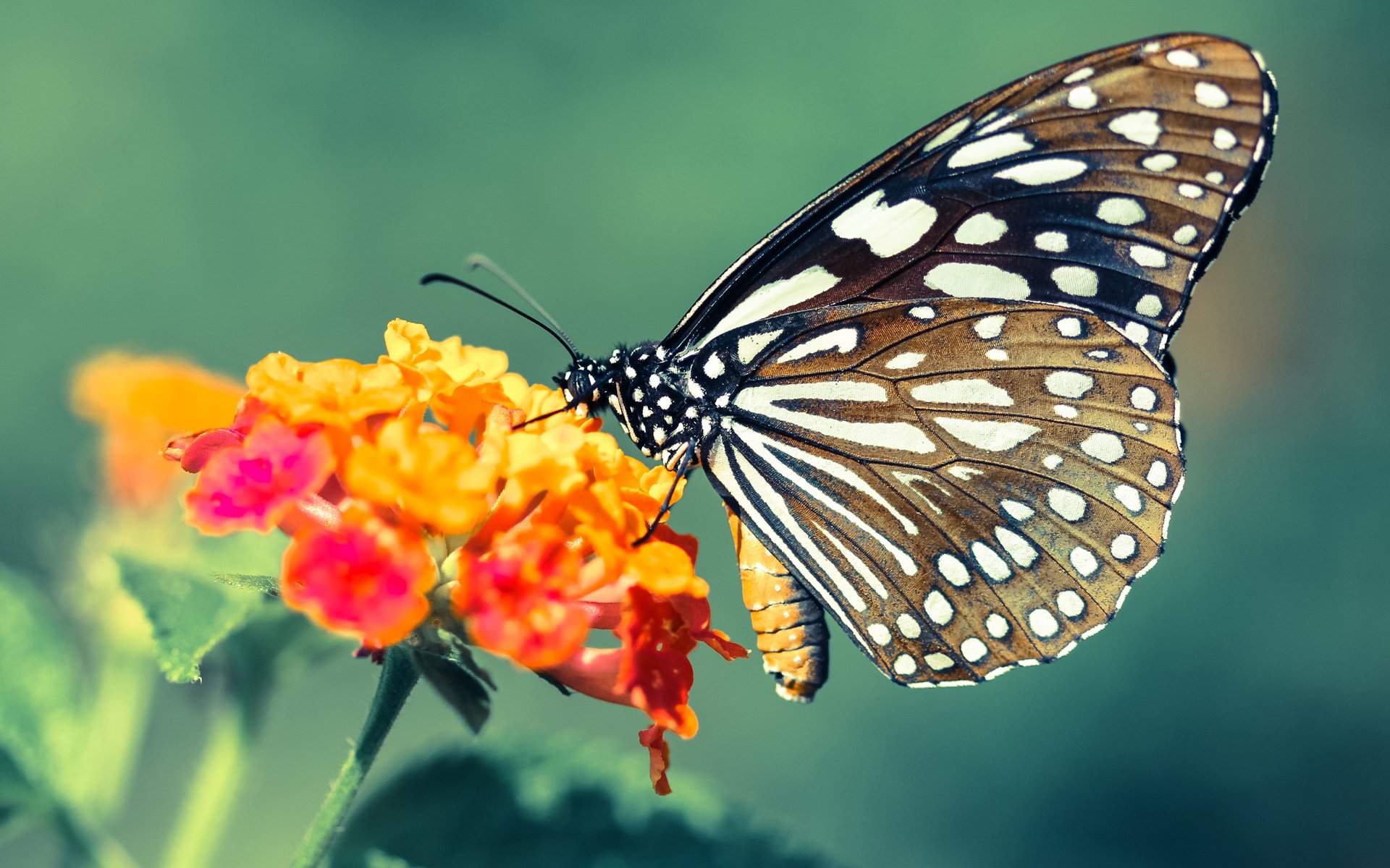 Bussola 再次用战术布局影响比赛形势