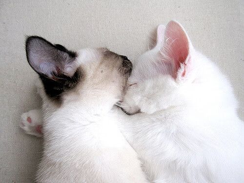 世界杯主办地变数?特朗普提及可能更换场地,世界杯选址