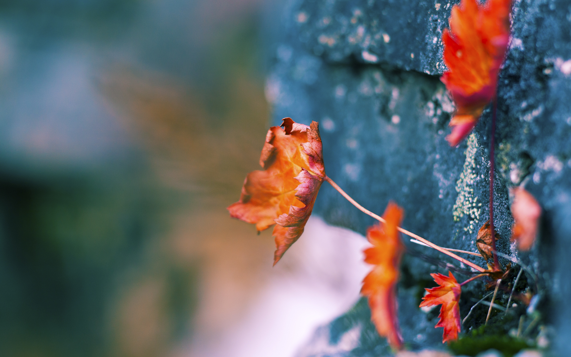 中国篮球发展战略中的性别平等目标分析,篮球性别大战